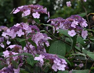 HydrangeaasperaVillosanice