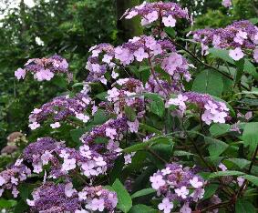 Hydrangeaasperavillosaglobalview