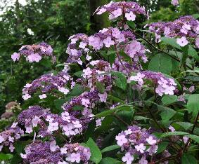 Hydrangeaasperavillosaglobalview