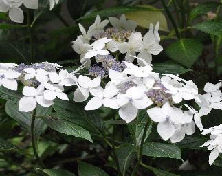 HydrangeamacrophyllaLanarthWhiteVNlacecap