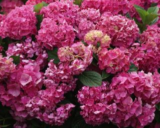 HydrangeamacrophyllaGlowingEmbers