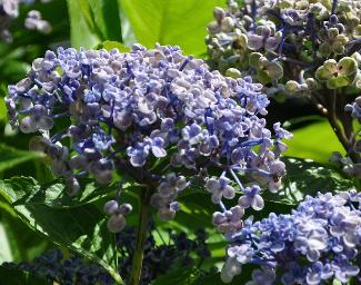 HydrangeamacrophyllaAyeshabeginseptembernice