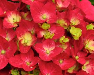 HydrangeamacrophyllaAmsterdamVN