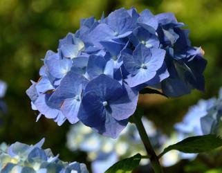 HydrangeamacrophyllaBelaclup