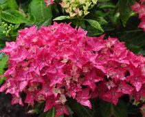 HydrangeamacrophyllaTovelitcloseupbloemvnntuinvanDirkStaels