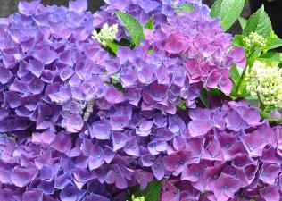 HydrangeamacrophyllaCotedAzur