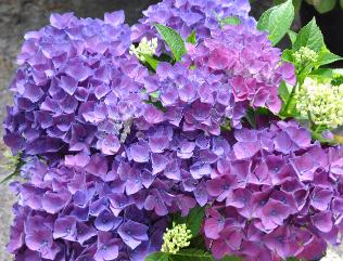 HydrangeamacrophyllaCotedAzur