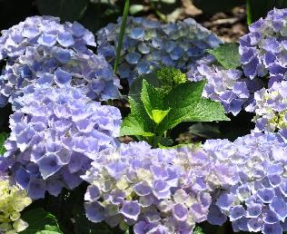 HydrangeamacrophyllaXiannice