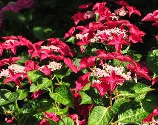 HydrangeamacrophyllaRotschwanzhabitusvnn