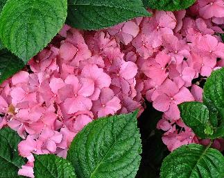 HydrangeamacrophyllaKingGeorgeVII