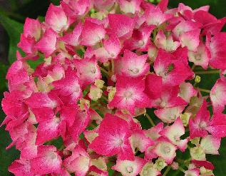 HydrangeamacrophyllaLeuchtfeuerjongebloemCloseupvnntuinvanDirkStaels