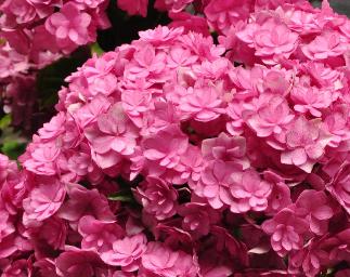 Hydrangea macrophylla 'You and MeTogether' bloem