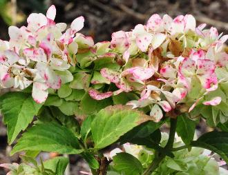 Hydrangea  macrophylla 'Soeur Thérèse' herfstverkleuring 15 sept