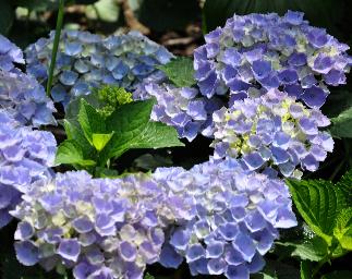 Hydrangea macrophylla 'Xian' 1