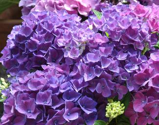 Hydrangeamacrophyllacotedazur2