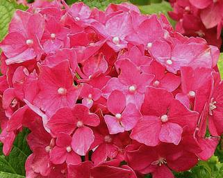 HydrangeamacrophyllaDeutschland