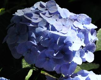 HydrangeamacrophyllaBodenseesynBoncuseBrugger1950VN
