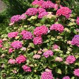 HydrangeamacrPia6JPG1