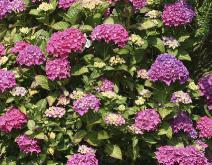 HydrangeamacrPia