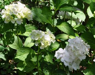 Hydrangea mme Emile Moullière