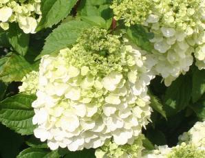 HydrangeaMontBlanc2