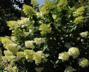 HydrangeapaniculataPhantomglobalpicaugustVNN2