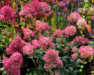 HydrangeapaniculataSundaeFraise