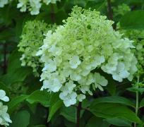 HydrangeapaniculataPolarBearcloseupyoungFlowers