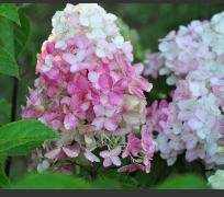 HydrangeapaniculataFraiseMelbabloeirozevn