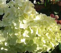 HydrangeapaniculataDiamantinoBloem