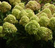 HydrangeapaniculataLittleLimesynJane4