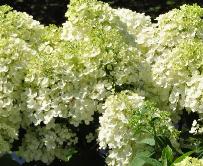 HydrangeapaniculataBobovn