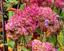 HydrangeapaniculataSundaeFraise2