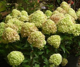 HydrangeapaniculataLittleLimesynJane5