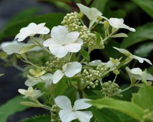 HydrangeapaniculataLevanabloem