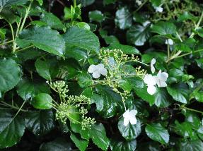 Hydrangeapetiolaristuin