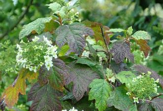 HydrangeaquercifoliaSnowFlakeVN