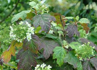 HydrangeaquercifoliaSnowFlakeVN