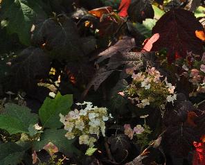 HydrangeaquercifoliaBurgundyherfstverkleuringbeginaugustus2011