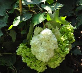 HydrangeaquercifoliaHarmonycloseupbloemen