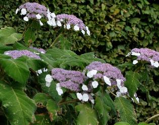 Hydrangeasargentiana