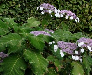 Hydrangeasargentiana