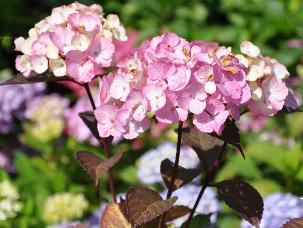 HydrangeaserrataPreziosavNice