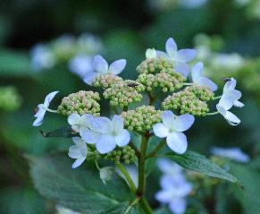 HydrangeaserrataTiaravncloseupjuni2011