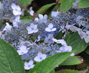 HydrangeaserrataSpreadingBeauty