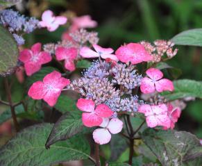 hydrangeaserrataKurenaiBoisdesmoutiers