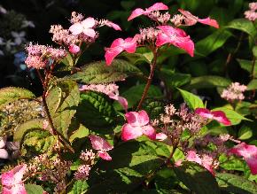 HydrangeaserrataBeniGakurodeuitbloeivnbijenplant