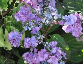 HydrangeaserrataSantiagocloseupkruisingMountAsometmacrophylla