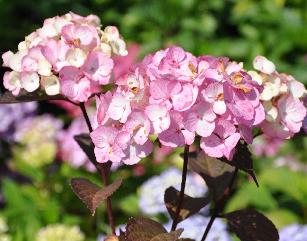 HydrangeaserrataPreziosavNice