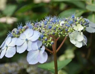 HydrangeaserrataBluebirdcloseupaugust2010